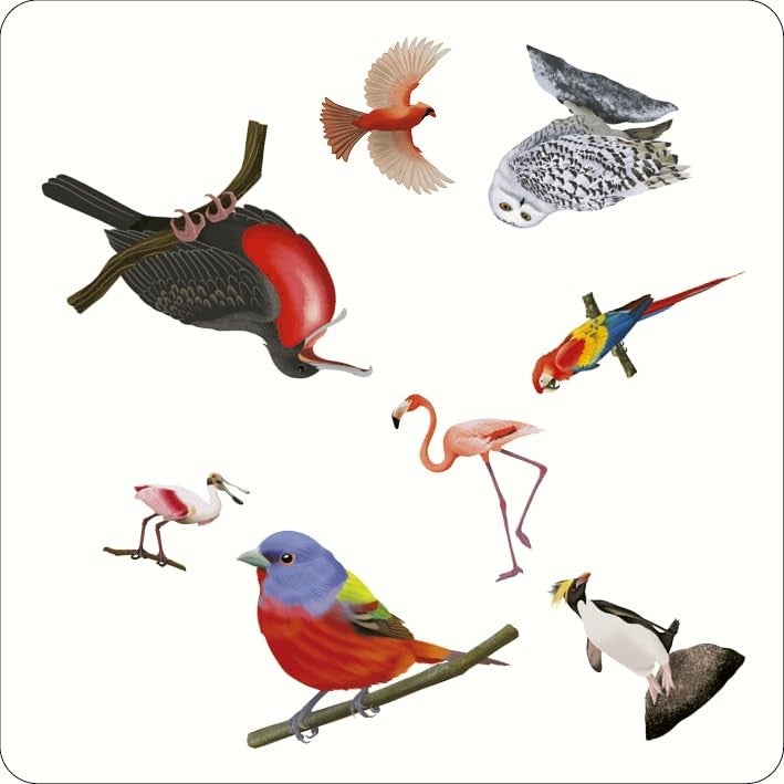 Bird Spotter Game