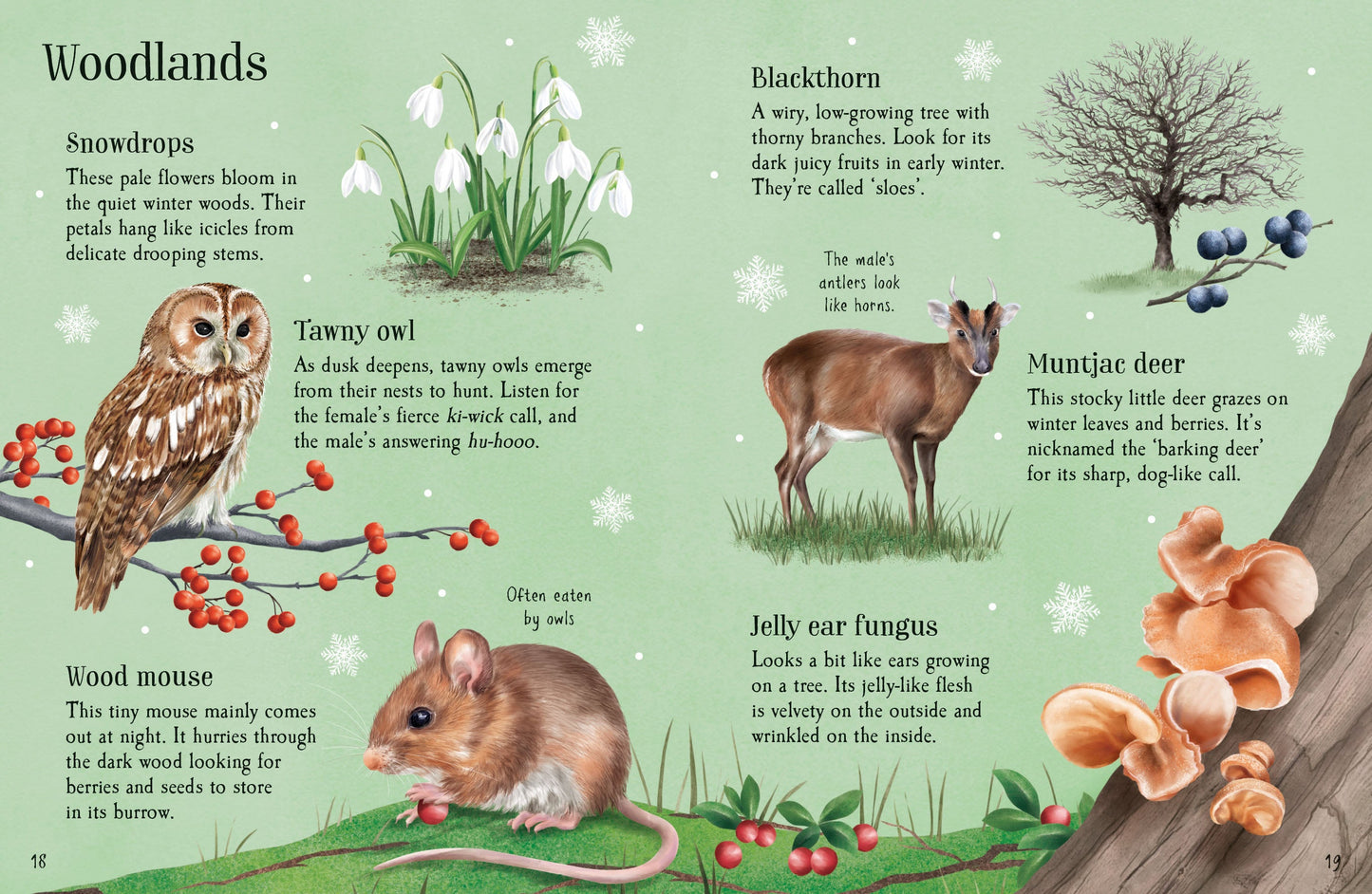 Things to Spot in Winter