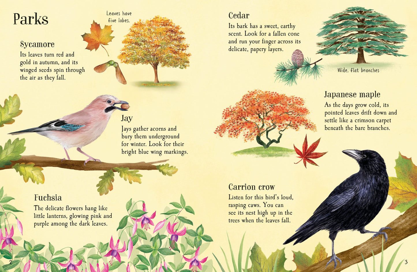 Things to Spot in Autumn (Usborne Mini)
