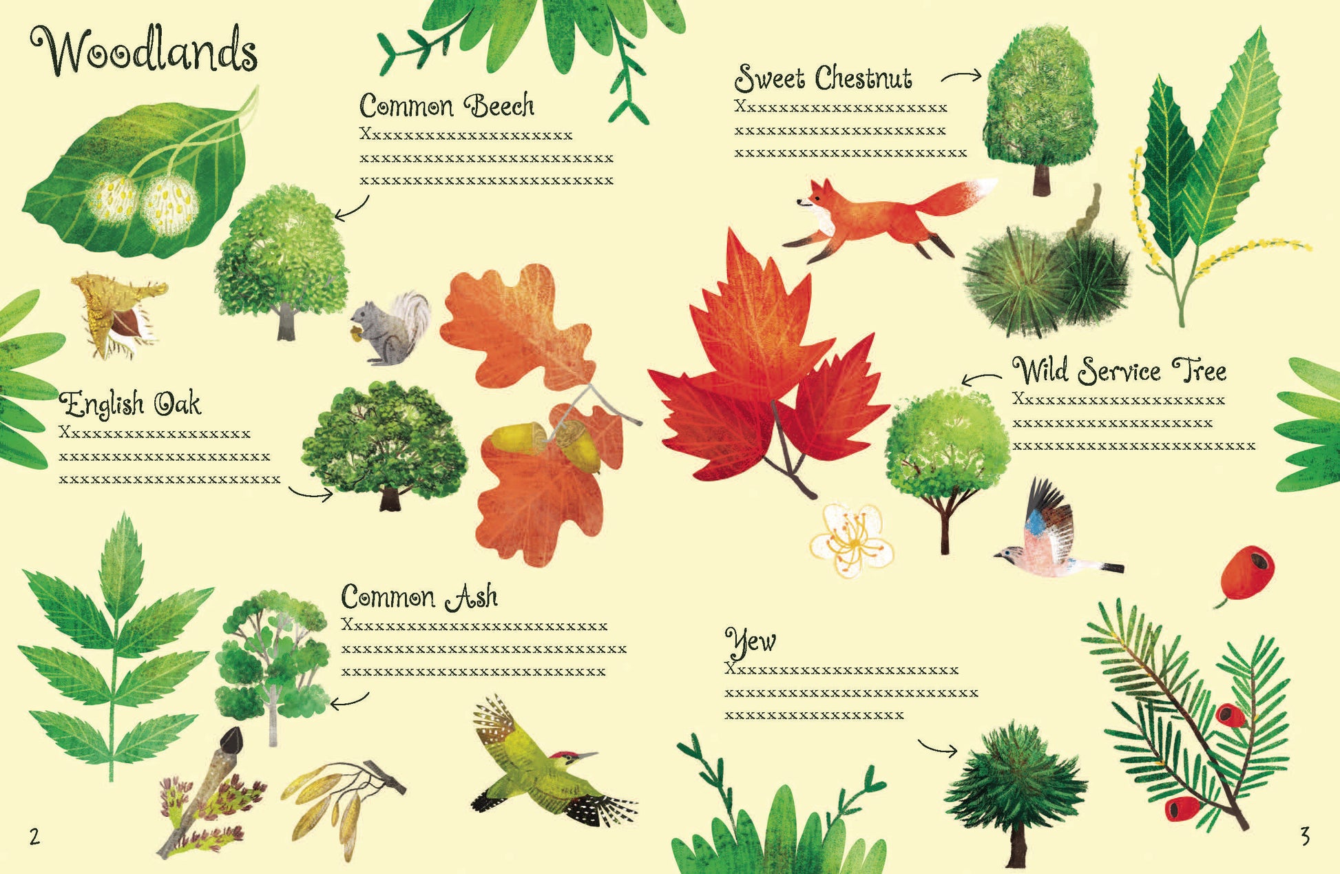 Usborne Minis: Trees To Spot